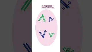 Miniature : Brassage Inter Chromosomique En Méïose