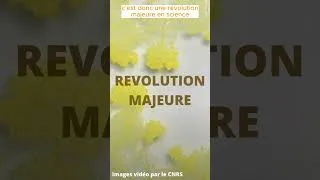 Miniature : 🤯 Comment ce truc jaune et visqueux est capable de remettre en question la notion d'intelligence ?