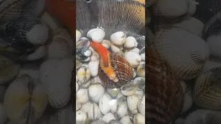 Miniature : C’est quoi cette drôle de bestiole ? #fishing