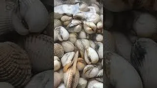 Miniature : Une vidéo sur la pêche à la coque, ça vous plairait ? 🏖️🐚#bretagne #bzh