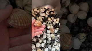 Miniature : Savez vous reconnaître les différents coquillages présents sur cette vidéo ? 😋🐚 #breizh #bretagne