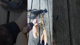Miniature : Deux homards pêchés en chasse sous marine ! #chassesousmarine #fishing #fish #lobster