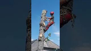 Miniature : Elagueur, c'est un métier. Démontage d'un arbre à la tronçonneuse.