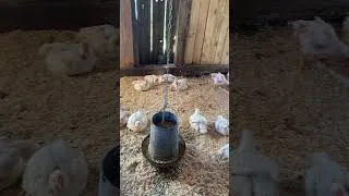 Miniature : Poulet de Chair 🐔🍗