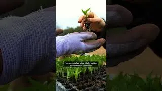 Miniature : 4 BIENFAITS DU PIMENT SUR NOTRE SANTE