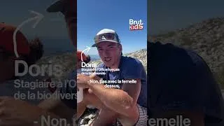 Miniature : C'est l'un des oiseaux les plus menacés de France. Rendu vulnérable par le réchauffement climatique.