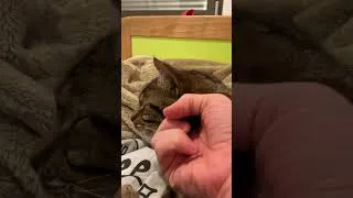 Miniature : Mon chat 6