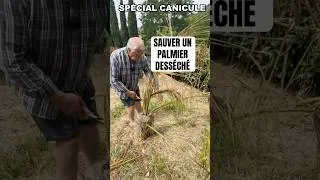 Miniature : Canicule de juillet : comment sauver un palmier desséché ? #jardin #jardinage #canicule #palmier