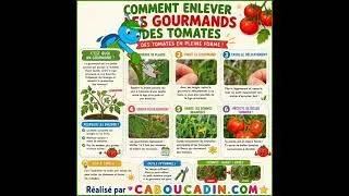 Miniature : 😱 Pourquoi tes tomates poussent moins ? Voici la solution !
