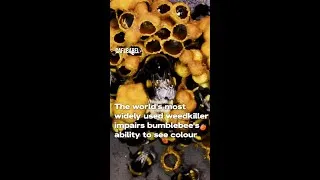 Miniature : 'RoundUp' weedkiller is harming bumblebees