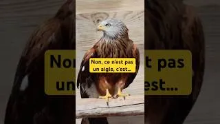 Miniature : 👀 Le Milan Royal (Milvus milvus) | La Garenne VD, Suisse