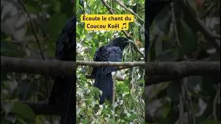 Miniature : 👀 Le Coucou Koël (Eudynamys scolopaceus) | Chatuchak, Thaïlande