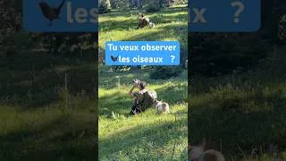 Miniature : 🔎 Comment observer les oiseaux  ? 🪶
