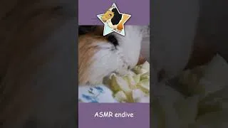 Miniature : StarCacahouette Bonus - ASMR endive