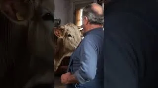 Miniature : Gustave de Campagnol adopte une vache.