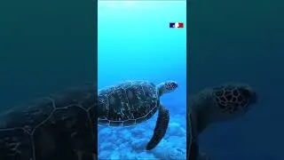 Miniature : 🌊 Les océans couvrent 70 % de notre planète… mais les connaissons-nous vraiment ?