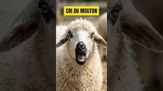 Miniature : MOUTON qui BELE🐑📢RACE Thônes et Marthod