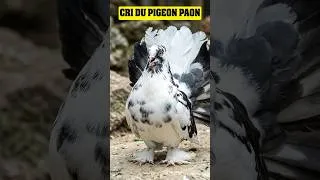 Miniature : CRI du PIGEON PAON🕊️📢