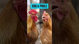 Miniature : CRI du COQ suivi de la POULE🐓🐔📢