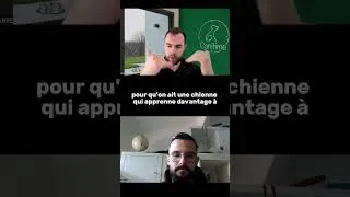 Miniature : Comment gérer un chien excité ?