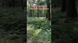 Miniature : Chien libre et heureux 🙃