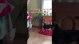 Miniature : Apprendre le TAPIS à votre chien