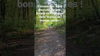 Miniature : Pour bien commencer votre journée, baladez vous en forêt !