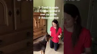 Miniature : Apprend à ton chien à donner la patte au clicker training