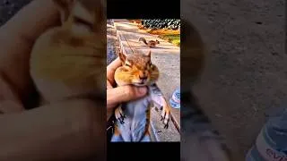 Miniature : he managed to save a squirrel ❤️🏆 #squirel #saved #hearttouching