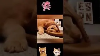 Miniature : Proof that cats are actually aliens 👽🐱 #cathumor #catcompilation