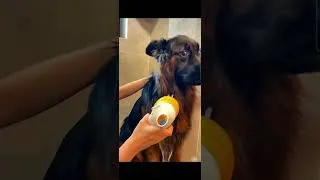 Miniature : POV : Ton chien est un fan absolu du bain ! 🛁