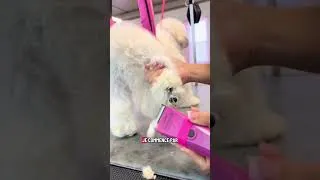 Miniature : Toilettage d’un chien apeuré 😞 #toilettage #toilettagecanin #chien  #animaux