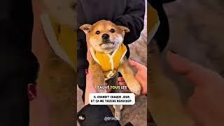 Miniature : Ça change une vie… 🥺 #animaux #sauvetage #chien
