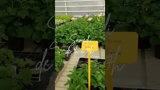 Miniature : Vente de plantes aux serres