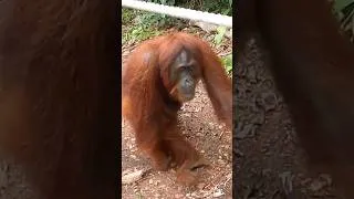 Miniature : Une maman orang outan et son bébé nous font une surprise 😍 #borneo #orangoutan