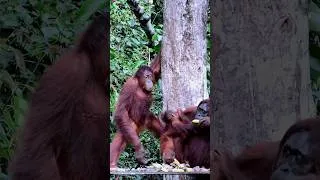 Miniature : Stop de scroll et Écoute cette merveille auditive 🥰 #sensibilisation #deforestation