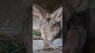 Miniature : Bienvenue Tibère 🥰