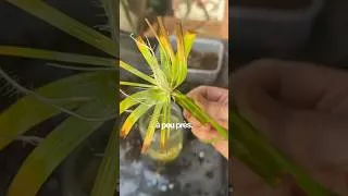 Miniature : Bouturer le papyrus : la plante qui pousse la tête en bas 🙃