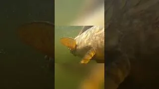 Miniature : carpe division #pêche #carpe #carpfishing