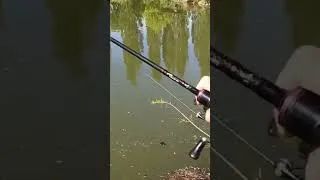 Miniature : Pêche au pain réussie dans la Manche ! Gros amour #carpfishing #pechecarpe #fishing #surfacefishing