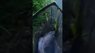 Miniature : Grosse commune sauvage sur la sèvre niortaise - J'ai faillit la perdre... #carpfishing #pechecarpe