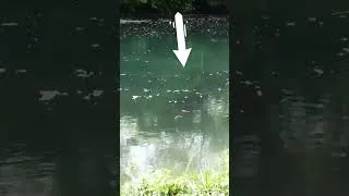 Miniature : Touche de carpe en direct - Carp take on camera  #carpfishing #pechecarpe #pêche #fishing