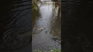 Miniature : 🎥🎞La carpe au  coup en rivière et les surprises 🤟💪 #fishing #carp #carpfishing #amorce #carpe #fish