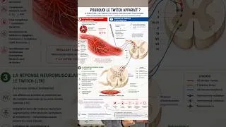 Miniature : Pourquoi observe t’on des twitchs en Dry Needling?