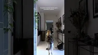 Miniature : Non pensavo a questa reazione 😂 anche il tuo fa così o ti ignora? 🤍