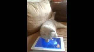 Miniature : chat joueur
