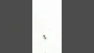 Miniature : Show these ants video to your cat 😻🐜 #catgames #ants #gameforcats
