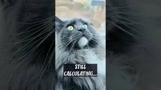 Miniature : This cat is NOT blinking 😹