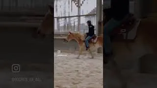 Miniature : GALOP EN CORDELETTE