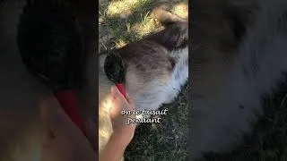 Miniature : Avoir des animaux et une maison propre = impossible ? 🤔 #shorts #animaux #chiens #chats #animal